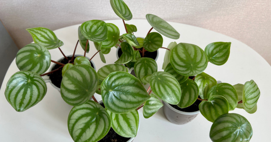 Several small watermelon peperomia plants in nursery pots grouped on a bright white table