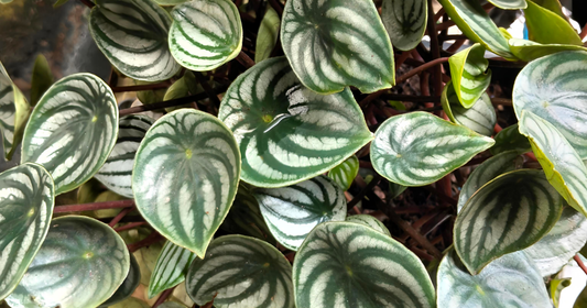 Dense cluster of Watermelon Peperomia leaves showing the silver and green striped pattern