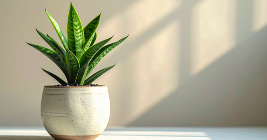 Small snake plant in a speckled ceramic pot on a bright desk surface with soft window light