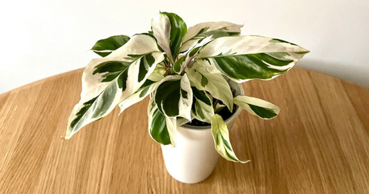 A freshly delivered variegated houseplant with cream and green leaves sitting upright on a wooden table indoors