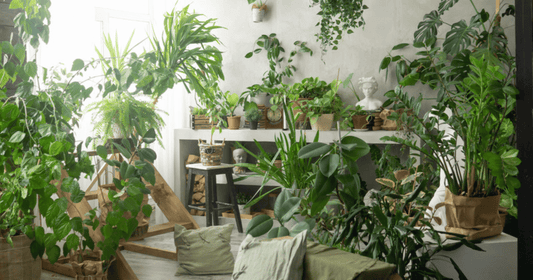 A living room densely filled with grouped houseplants on shelves, stands and the floor, arranged close together