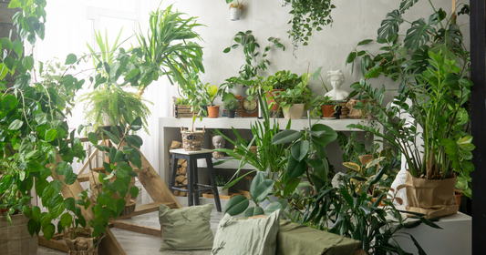 A living room filled with houseplants in soft early autumn light, the kind of collection whose watering needs shift with the season