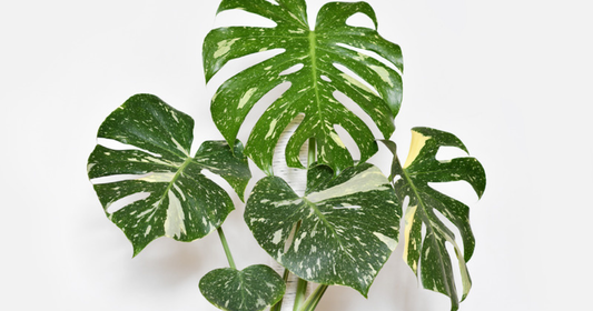 Monstera Thai Constellation leaves with creamy speckled variegation scattered across deep green foliage