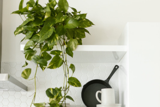 Golden pothos trailing in a long cascade over the edge of a white kitchen shelf