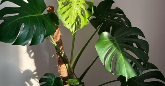 A healthy Monstera Deliciosa climbing a moss pole in bright indirect light, glossy fenestrated leaves fully unfurled