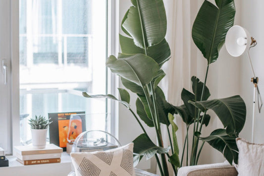 Large dramatic paddle-shaped leaves filling a bright living room corner beside a window