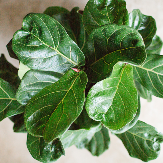 Why Everyone is Obsessed with the Fiddle Leaf Fig