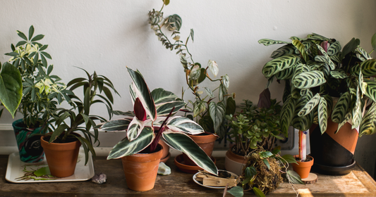 Potting bench with terracotta pots, garden snips and a houseplant with its root ball exposed, ready for a late summer repot