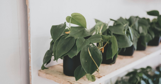 Heartleaf philodendron plants with glossy heart-shaped leaves on a shelf