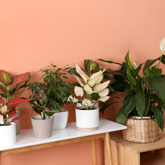 Elevate Your Space with Plant Swag Shop's Diverse Subscription Boxes