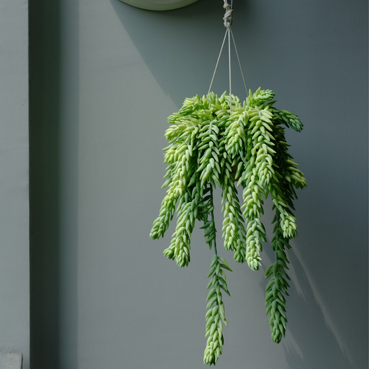 5 Beautiful Hanging Plants For The Home