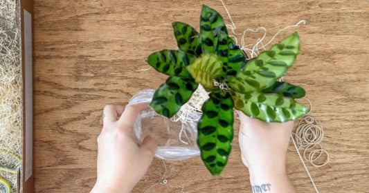 Plant subscription box packed greenhouse-direct with a fresh live houseplant ready for delivery