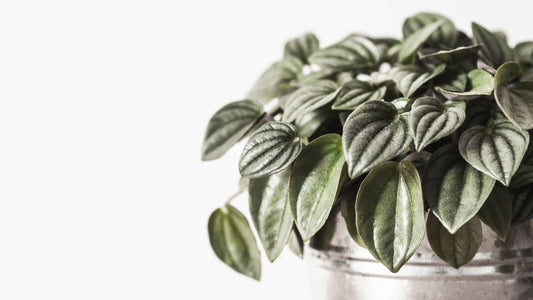 Peperomia Paradise: A Complete Guide to Caring for Your Indoor Peperomia Plants