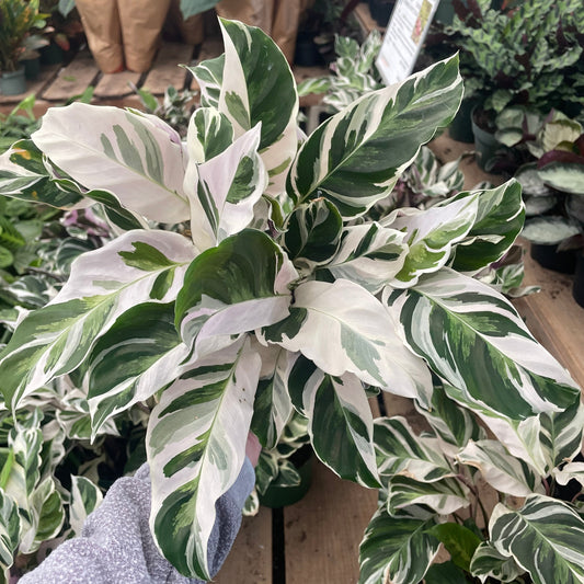 Calathea White Fusion with striking white and green marbled leaves