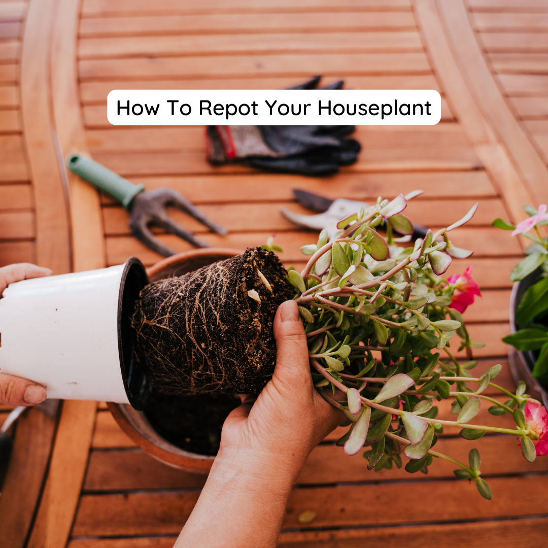 How to repot your houseplant