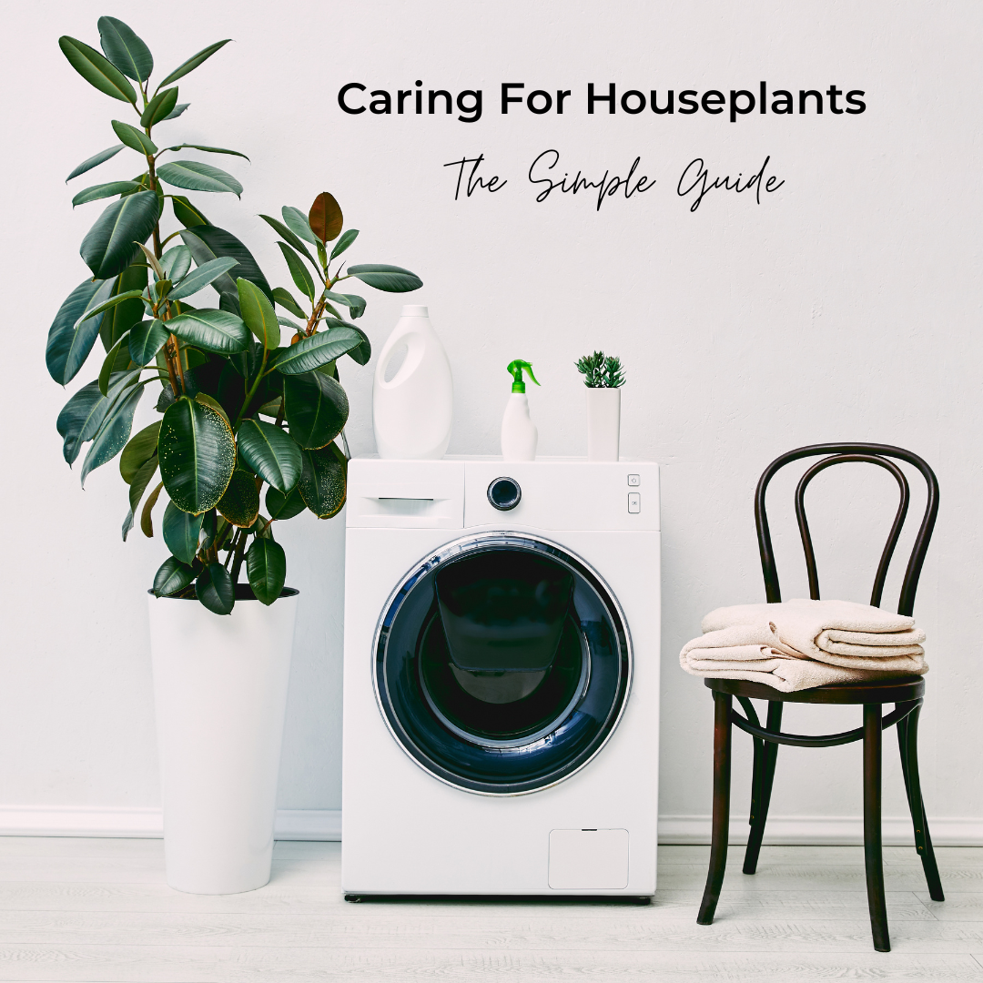 The Simple Guide on How To Care For Houseplants