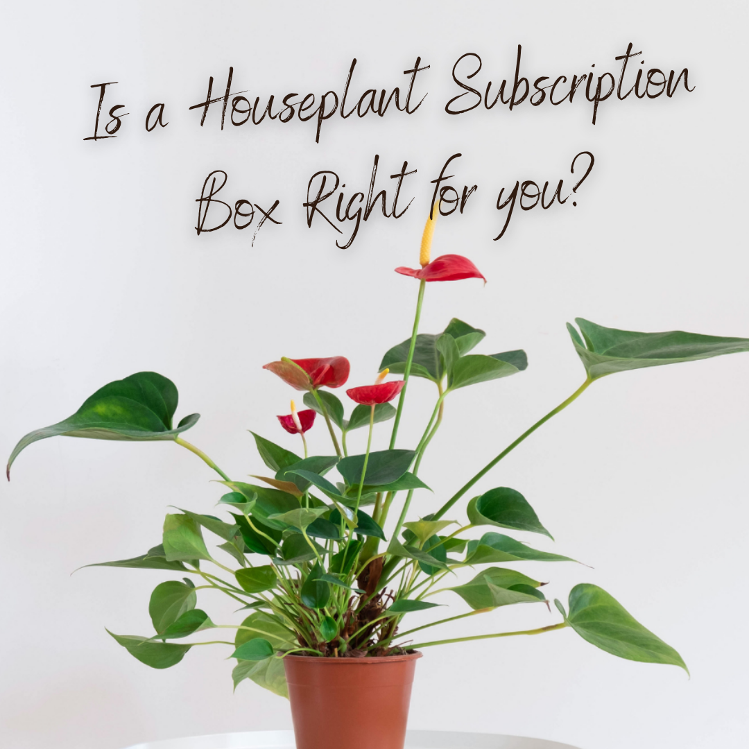 Is a Houseplant Subscription Box right for you?
