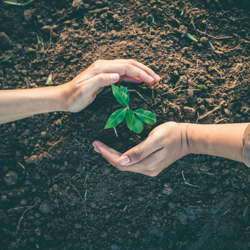 Our Promise to Give Back to Nature - Plant Swag Shop 