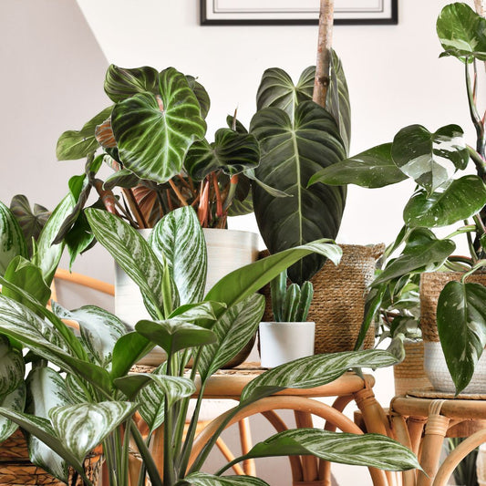 10 Rare Indoor Plants You Need in Your Life Now