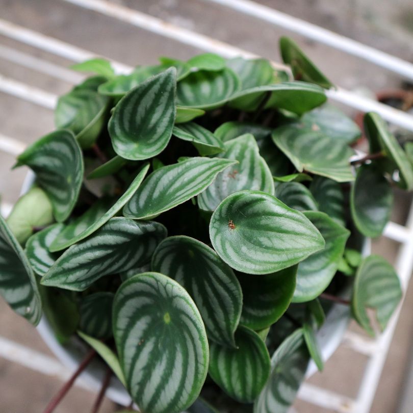 The Watermelon Wonder: Your Complete Guide to Peperomia Argyreia Care
