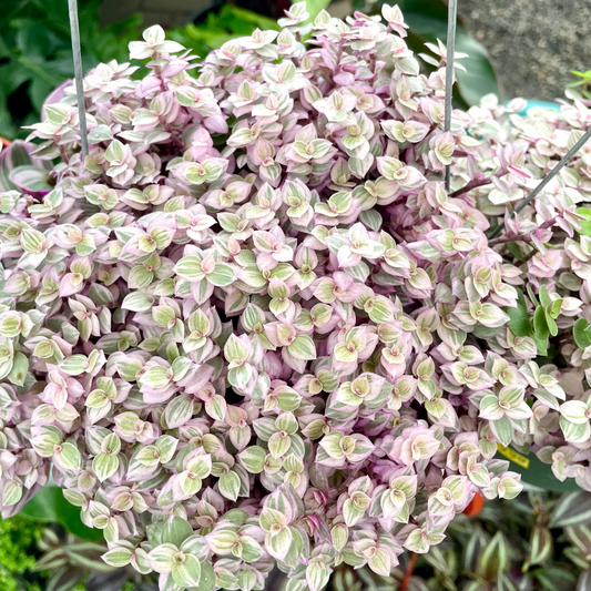 Tradescantia Callisia "Pink Panther"