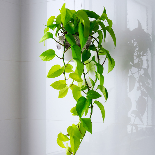 How can I make my pothos grow better?