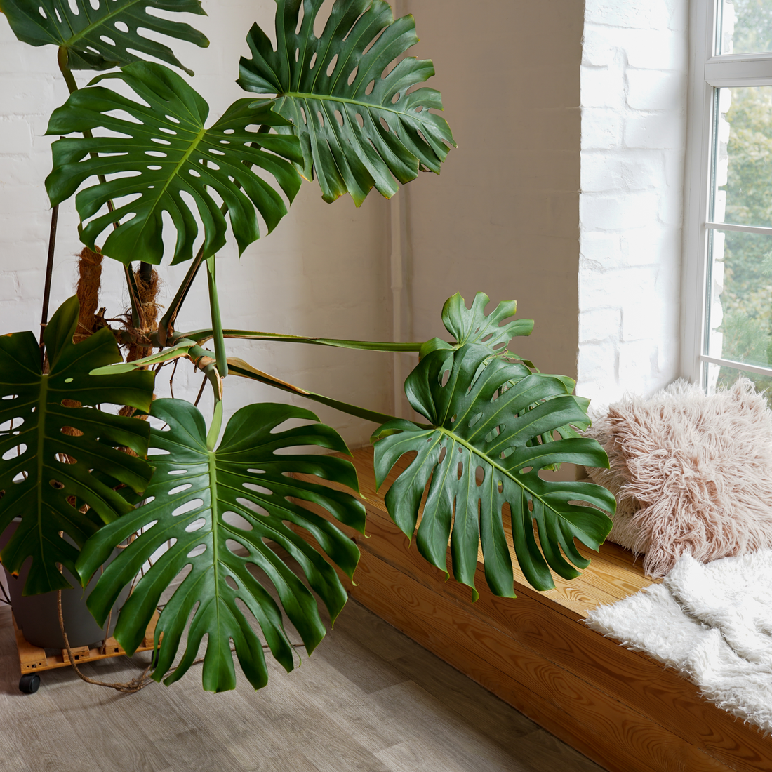 Monstera Deliciosa Care Guide: Cultivate Tropical Elegance in Your Indoor Haven