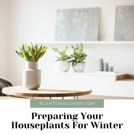 PREPARING YOUR HOUSEPLANTS FOR WINTER 