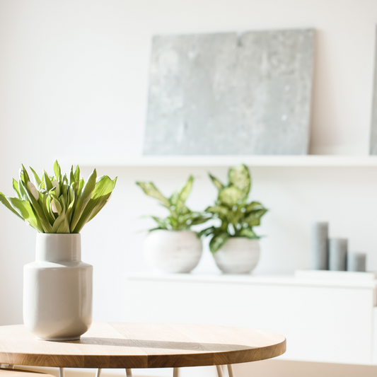 hanging houseplants trailing