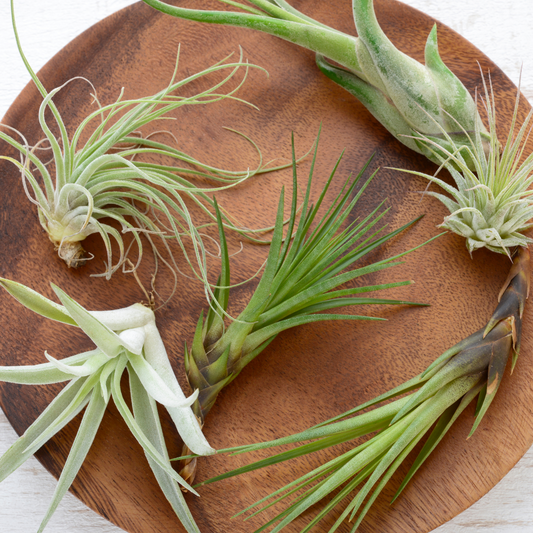 Tips to Thriving Air Plants - Plant Swag Shop 