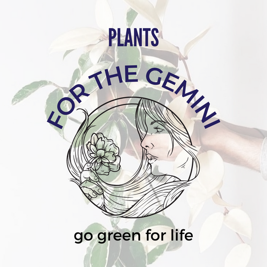 Plants for the Gemini ♊️🌿