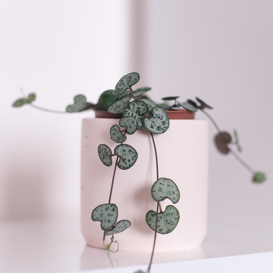The Enchanting String of Hearts: A Delicate Succulent for Your Home