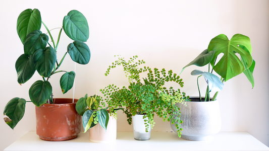 What is the First Thing You Do When You Buy an Indoor Plant?