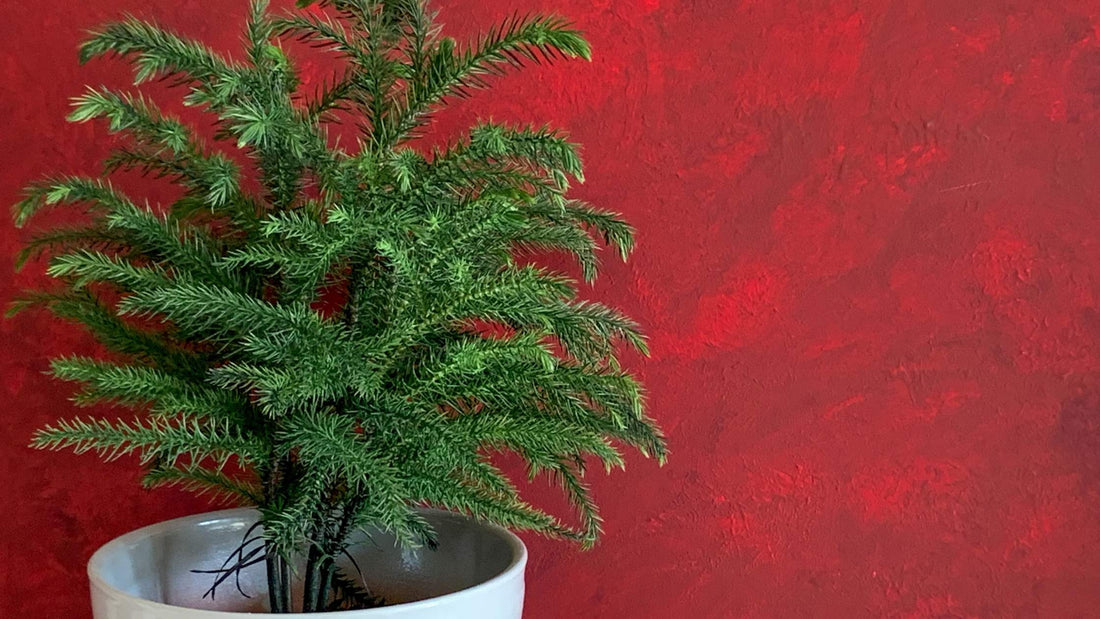 The Ultimate Holiday Gift Guide for Plant Lovers: Green Gems from Plant Swag Shop