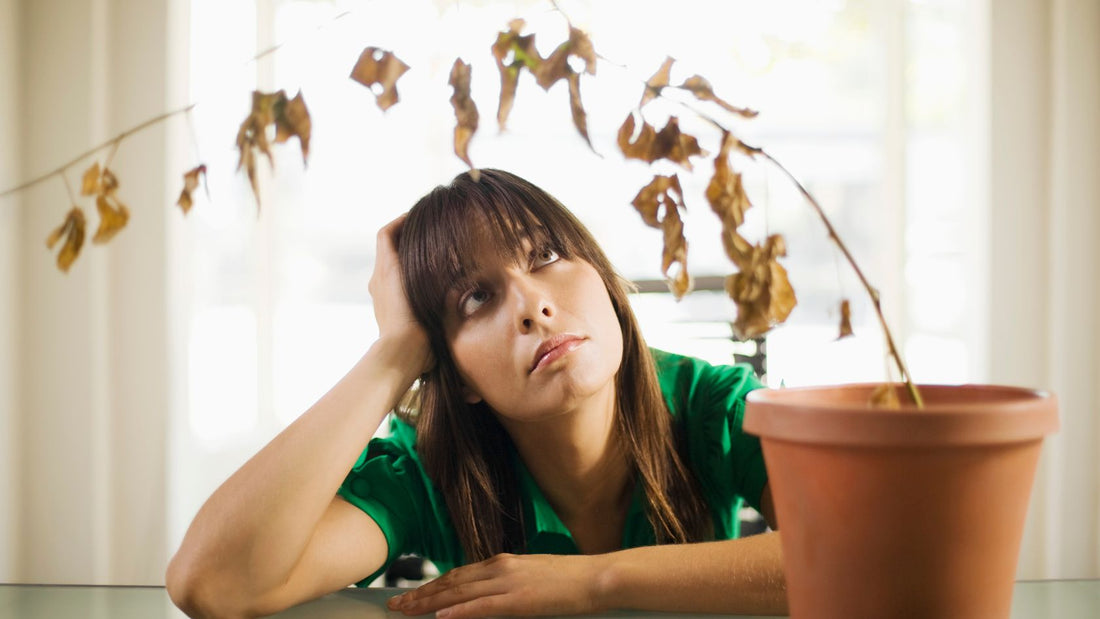 Indoor Plant Troubleshooting Guide: Solving Common Plant Care Mysteries