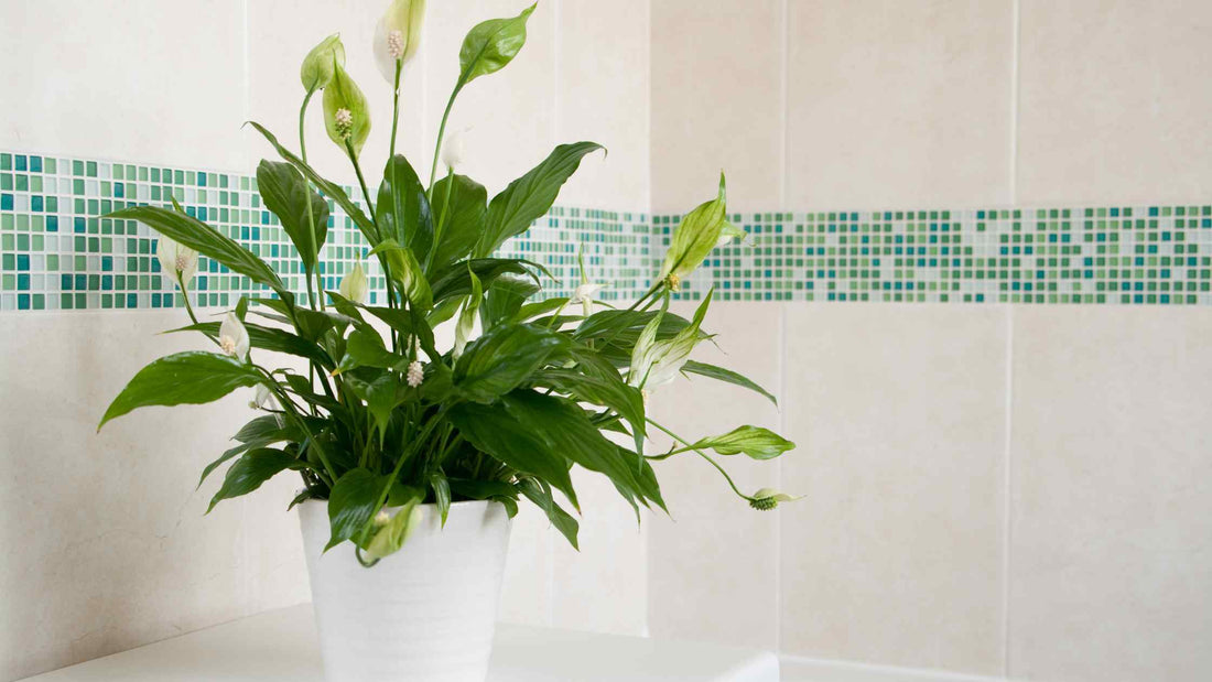 The Wellness Connection: How Indoor Plants Can Enhance Your Well-being