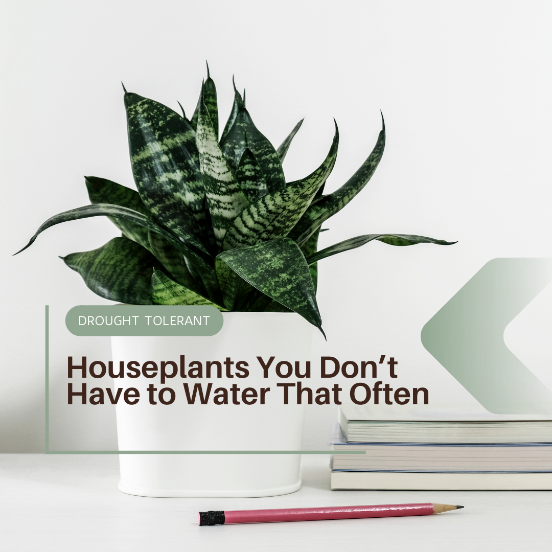 Houseplants You Don’t Have to Water That Often