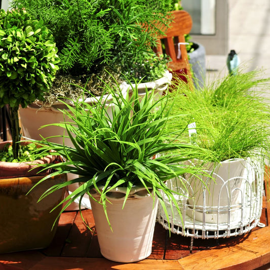 Transform Your Patio with These Outdoor Plant Ideas