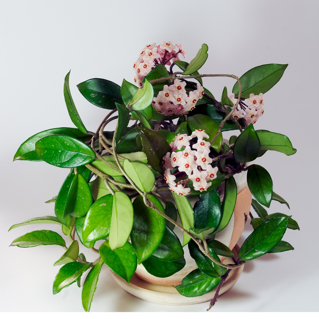 The Enchanting World of Hoya Plants: A Comprehensive Guide for Beginners
