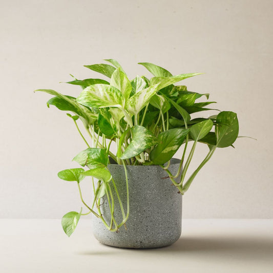 Mastering Pothos Plant Care: A Guide to Varieties, Tips, and Tricks for Lush Indoor Vines