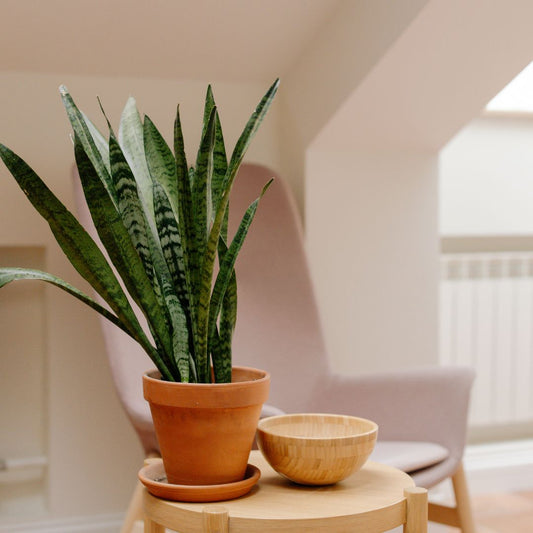 Snake plant in terracotta pot styled in a warm modern interior — Plant Swag Shop