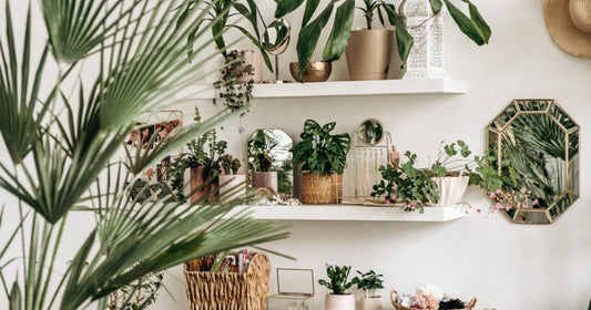 White floating shelves holding trailing and upright houseplants in soft autumn light