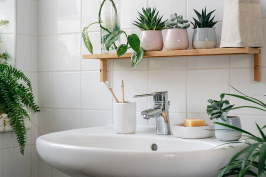 Healthy indoor houseplant ready for repotting in a bright home