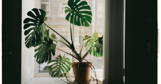 Monstera in a bright window with a terracotta pot