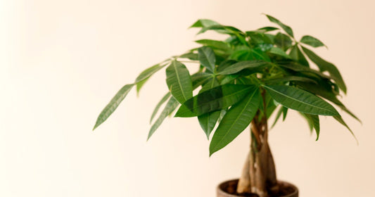 Braided Money Tree in a bright modern workspace, a living plant gift for employee appreciation