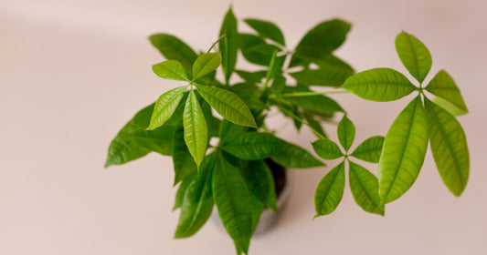 Overhead view of a braided money tree with glossy palmately compound leaves against a soft blush wall