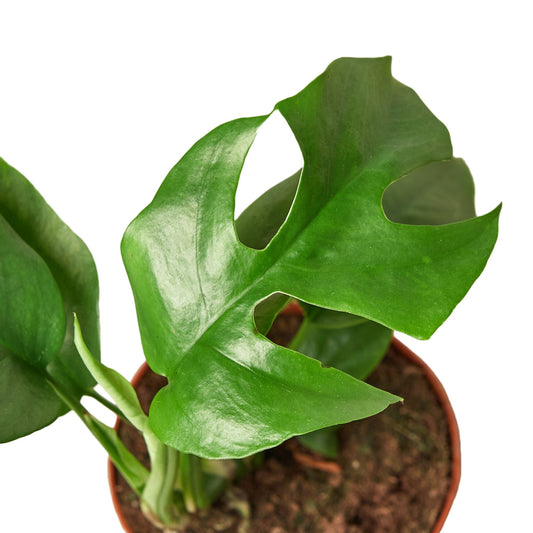 Rhaphidophora tetrasperma mini monstera with deeply split green leaves