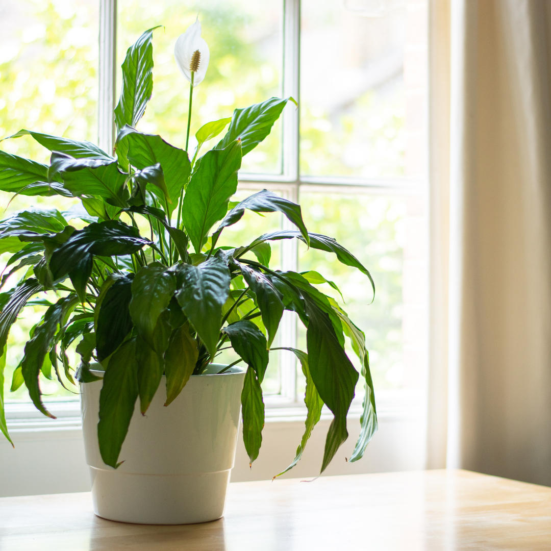 Creating an Inspiring Workspace for the New Year with Houseplants