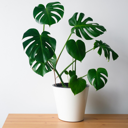 Monstera Deliciosa with healthy split leaves, grown greenhouse-direct before shipping