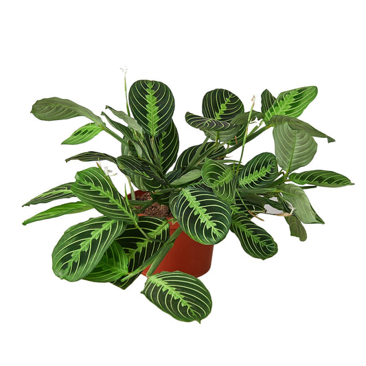 Maranta Lemon Lime prayer plant with lime green and dark green banded leaves in a four inch pot